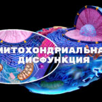 митохондриальная дисфункция