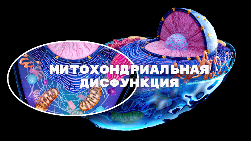 митохондриальная дисфункция
